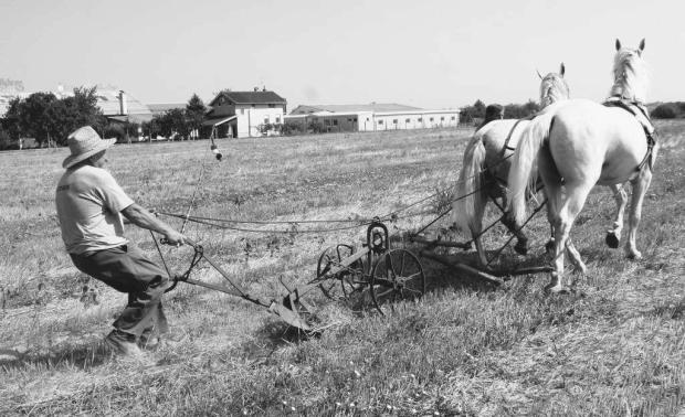 seljaci_djakovo16-130813.jpg.crop_display