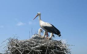 преузимање (1)