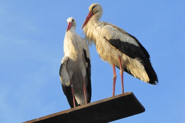 rode-nisu-samo-bijele-ima-ih-19-vrsta-a-neke-jedu-i-leseve-900x600-20120313-20120327202155-c8bc2e6ee70656c18de0ad1114a62a5c