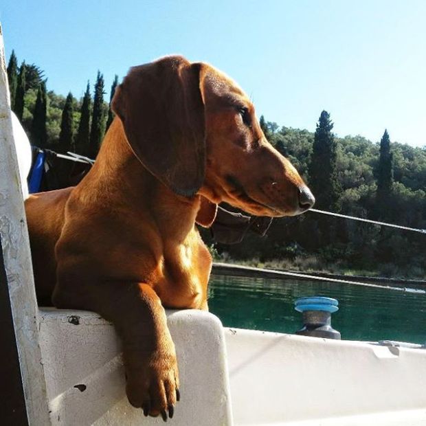 19932565_321299631650661_1498551262516346880_n