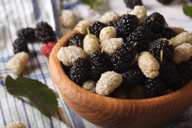 mulberries-armenia.png