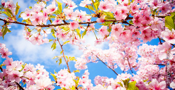 cherry-blossom-spring1.jpg