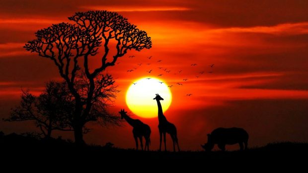 Sunset-African-Savanna-Sun-red-sky-silhouettes-of-tree-animals-Desktop-Wallpaper-HD-3840x2400-915x515
