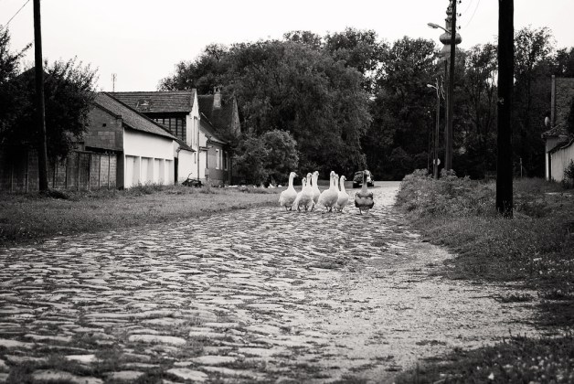 28322045834_dbe09b4ec9_b