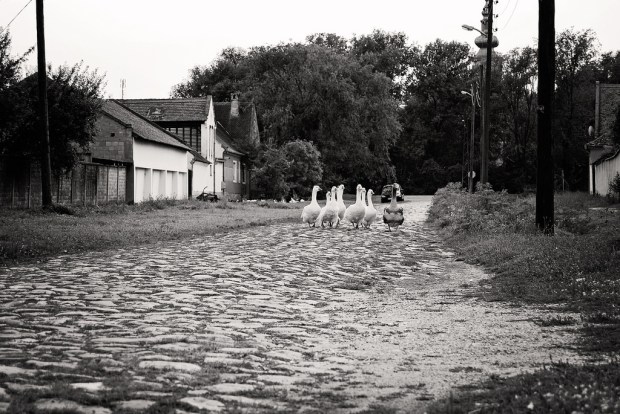 28322045834_dbe09b4ec9_b