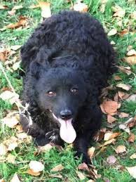 преузимање